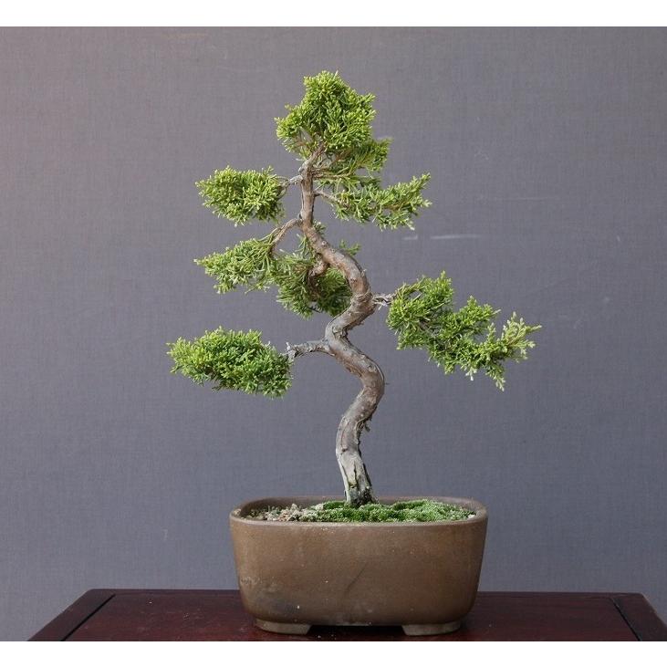 株)一樹園 糸魚川真柏 中品盆栽 樹齢18年 : 一樹園 - 通販 - Yahoo