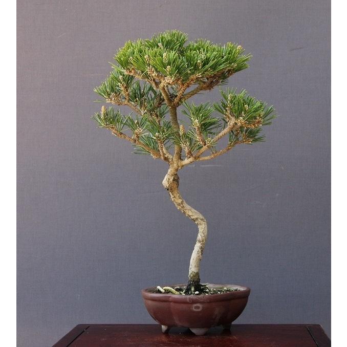 株）一樹園 寿松 中品盆栽／樹齢15年 : 一樹園 - 通販 - Yahoo