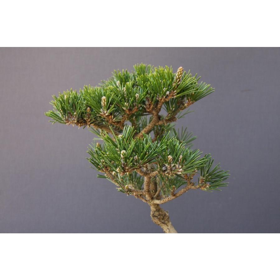 株）一樹園 寿松 中品盆栽／樹齢15年 : 一樹園 - 通販 - Yahoo