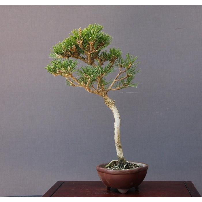 株）一樹園 寿松 中品盆栽／樹齢15年 : 一樹園 - 通販 - Yahoo