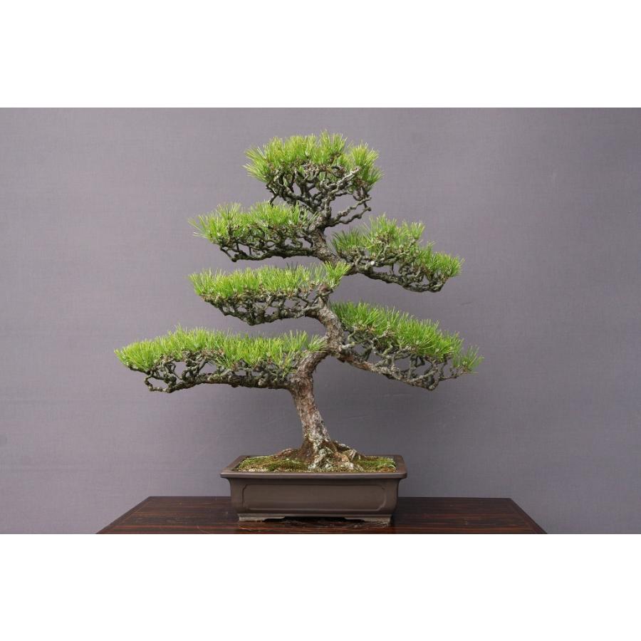 株）一樹園 黒松 大品盆栽／樹齢40年 : 一樹園 - 通販 - Yahoo