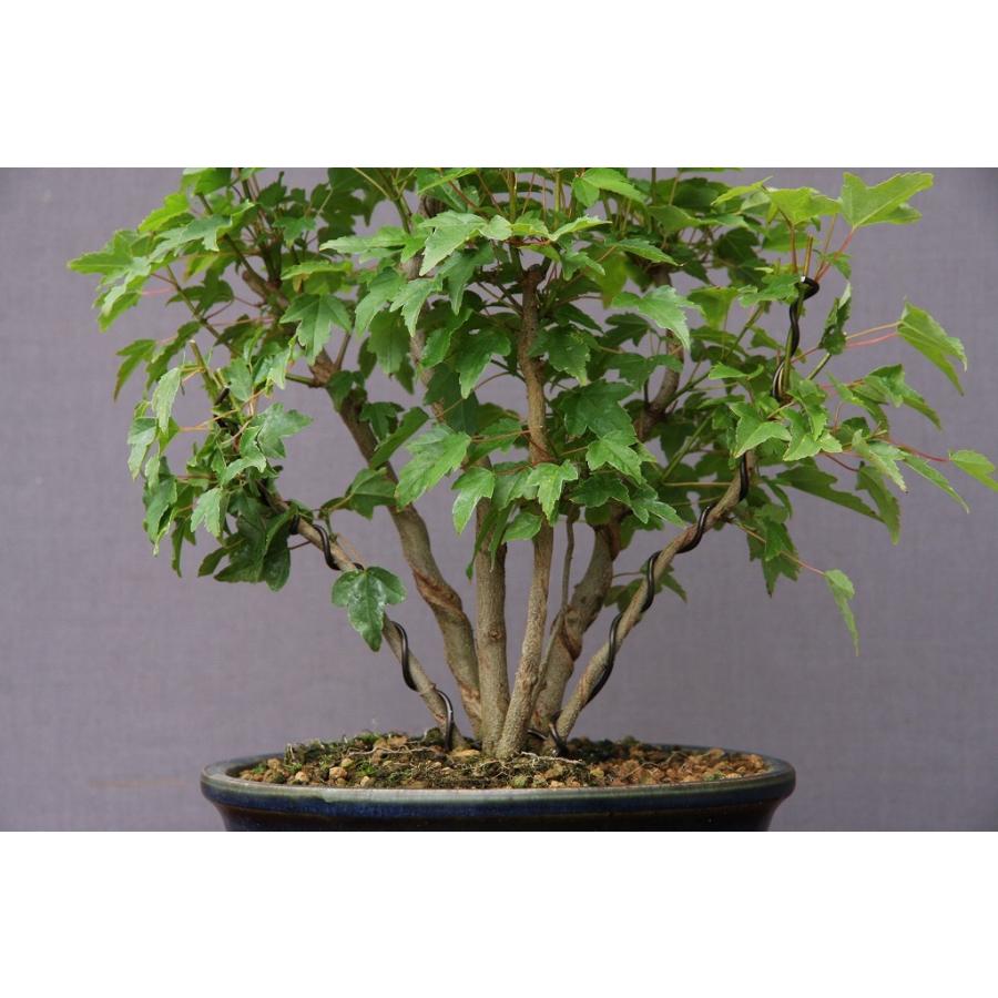 楓盆栽① 楓中品盆栽