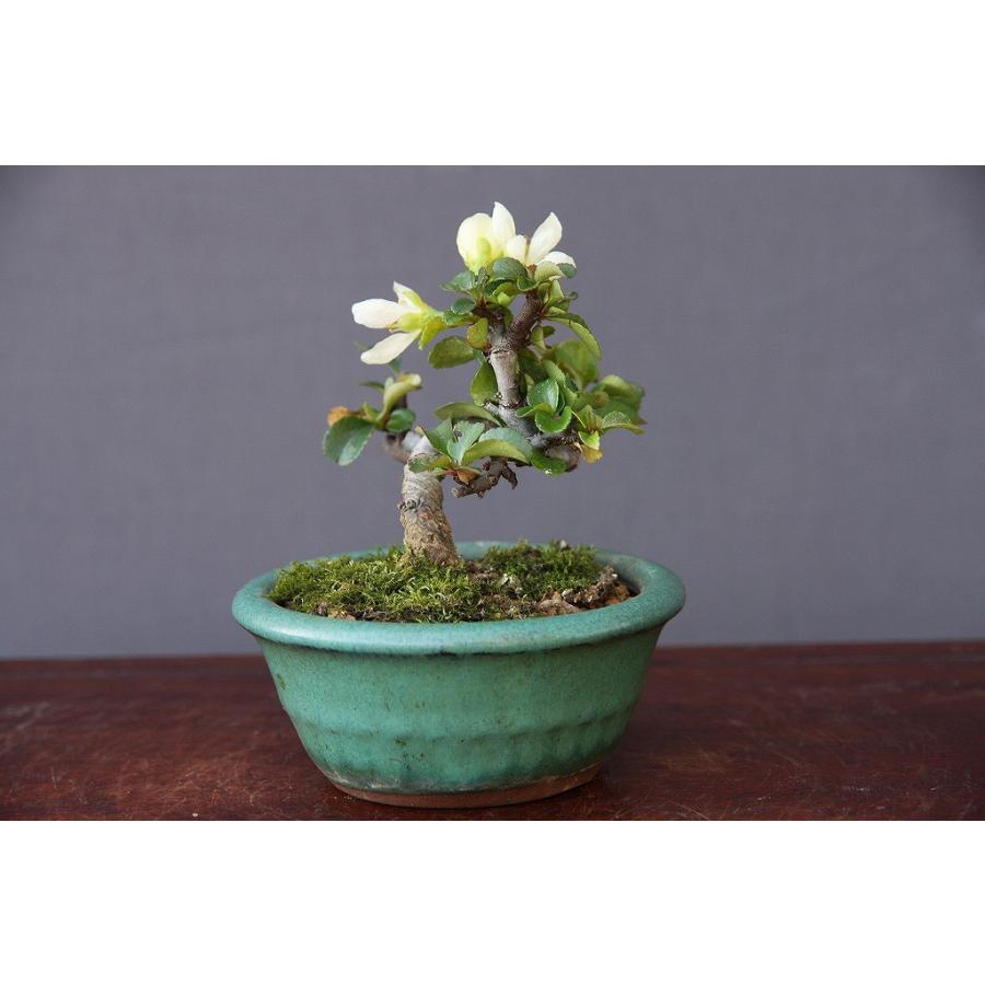 株）一樹園 白長寿梅 小品盆栽／樹齢6年 : 一樹園 - 通販 - Yahoo