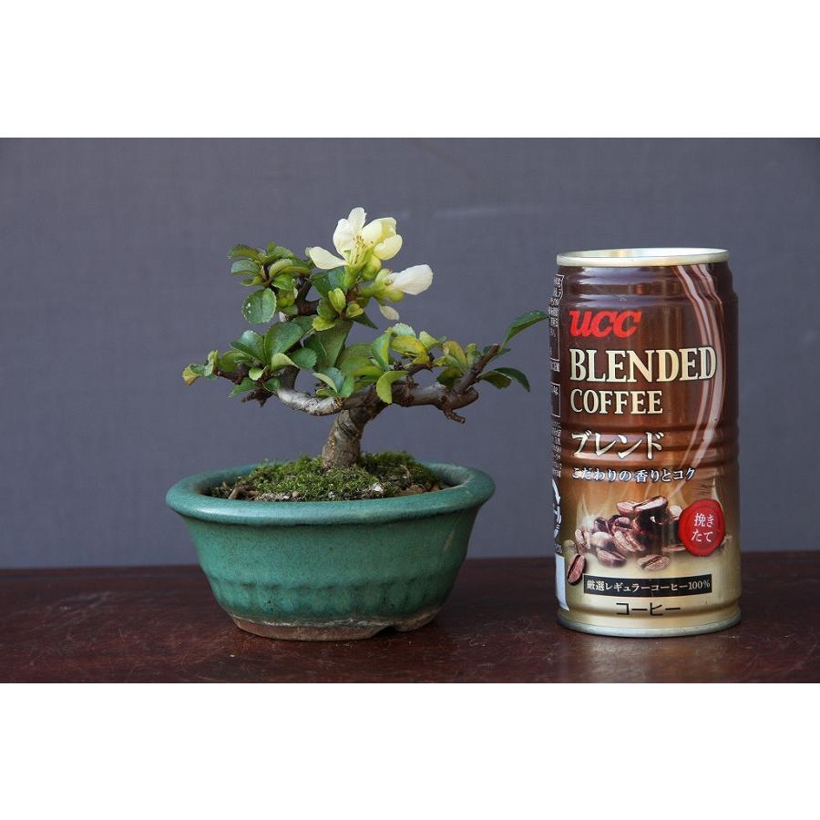 株）一樹園 白長寿梅 小品盆栽／樹齢6年 : 一樹園 - 通販 - Yahoo