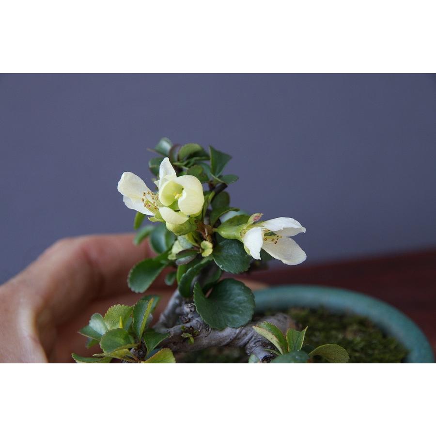 株）一樹園 白長寿梅 小品盆栽／樹齢6年 : 一樹園 - 通販 - Yahoo