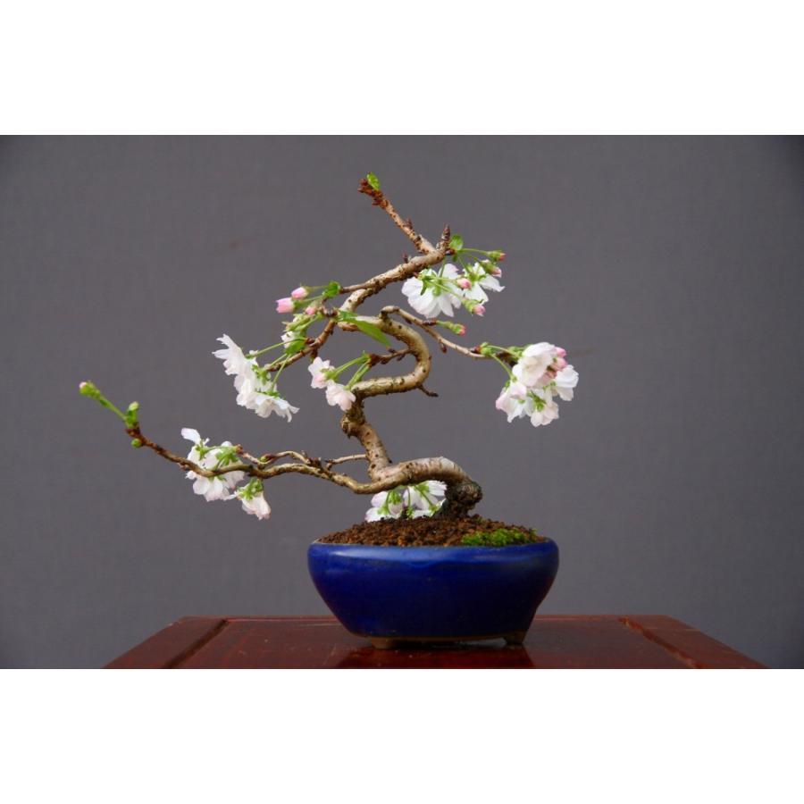 株)一樹園 十月桜 小品盆栽/樹齢12年 : 一樹園 - 通販 株)一樹園 十月桜 小品盆栽/樹齢12年 : 一樹園 - 通販