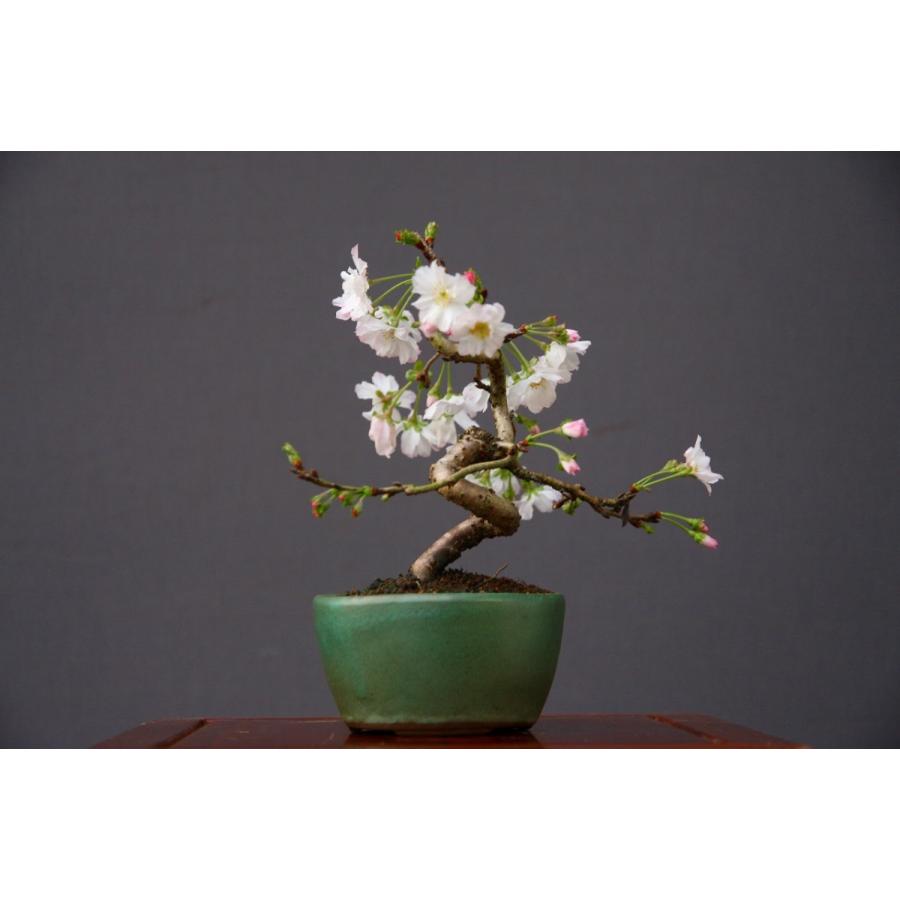 株)一樹園 十月桜 小品盆栽/樹齢12年 : 一樹園 - 通販 株)一樹園 十月桜 小品盆栽/樹齢12年 : 一樹園 - 通販