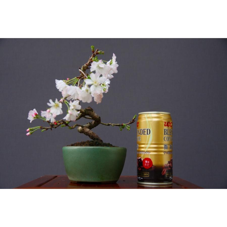 株)一樹園 十月桜 小品盆栽/樹齢12年 : 一樹園 - 通販 株)一樹園 十月桜 小品盆栽/樹齢12年 : 一樹園 - 通販