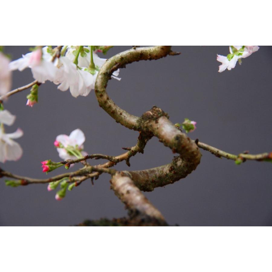 株)一樹園 十月桜 小品盆栽/樹齢12年 : 一樹園 - 通販 株)一樹園 十月桜 小品盆栽/樹齢12年 : 一樹園 - 通販