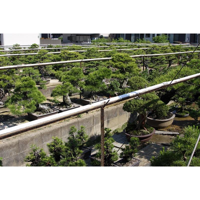 株）一樹園 黄金錦松5本セット 小品盆栽／樹齢4年 : 一樹園 - 通販