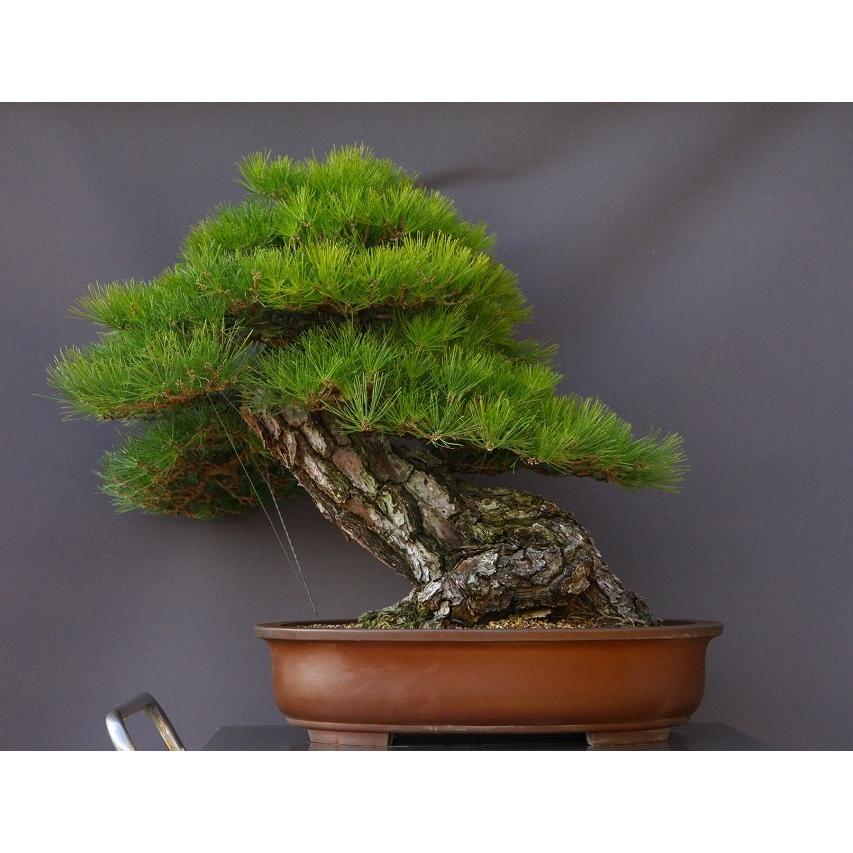 株）一樹園 山採り黒松 大品盆栽／樹齢200年 : 一樹園 - 通販