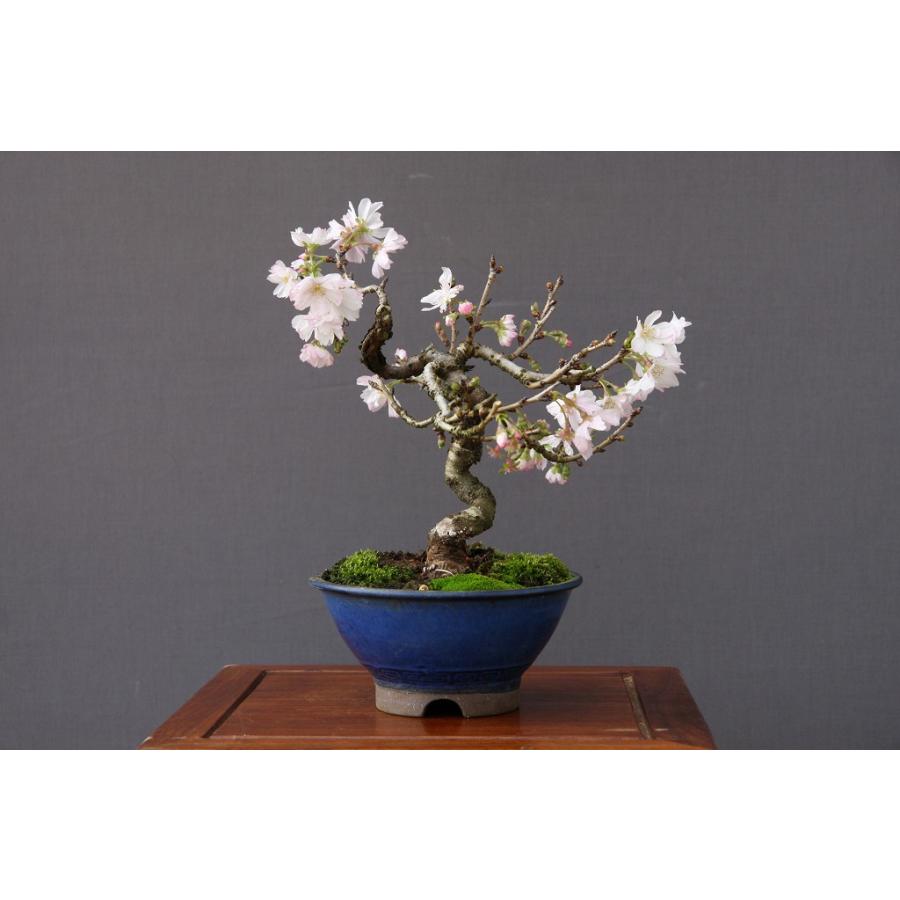 株）一樹園 十月桜 小品盆栽／樹齢15年 : 一樹園 - 通販 - Yahoo