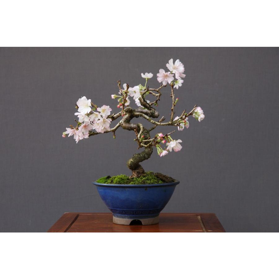 株）一樹園 十月桜 小品盆栽／樹齢15年 : 一樹園 - 通販 - Yahoo