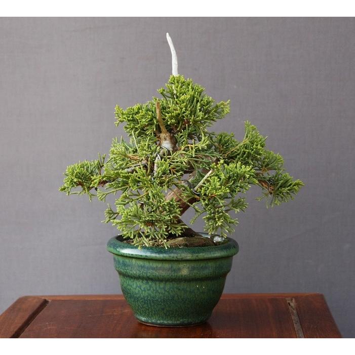 株）一樹園 真柏【売上1位商品】 小品盆栽／樹齢13年 : 一樹園