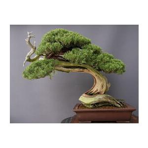 株）一樹園 山採り真柏【国風出品樹】 大品盆栽／樹齢200年 : 一樹