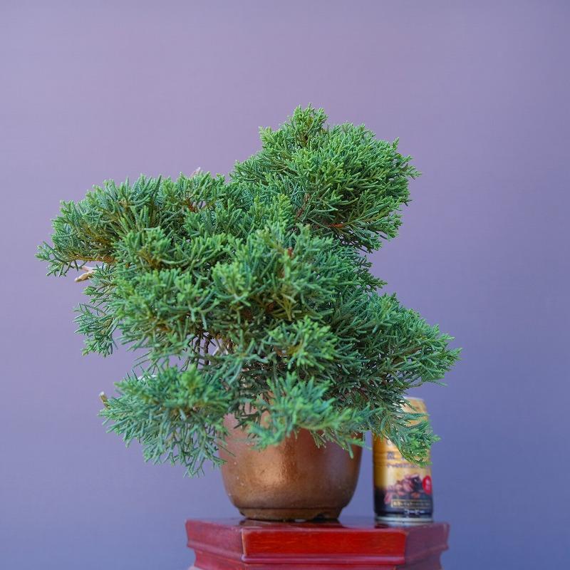 株）一樹園 真柏 小品盆栽／樹齢25年 : 一樹園 - 通販 - Yahoo