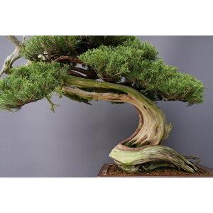 株）一樹園 山採り真柏【国風出品樹】 大品盆栽／樹齢200年 : 一樹