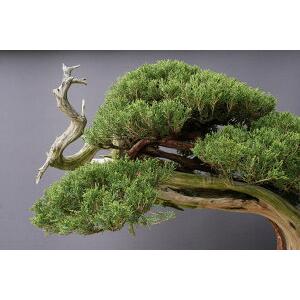 株）一樹園 山採り真柏【国風出品樹】 大品盆栽／樹齢200年 : 一樹