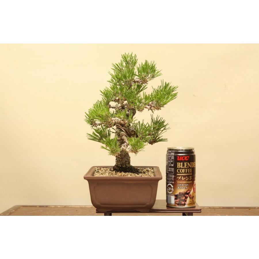 黒松　盆栽　小品　実生樹齢約15年 黒松 盆栽 小品 実生樹齢約15年 黒松 盆栽 小品 実生樹齢約15年 盆栽