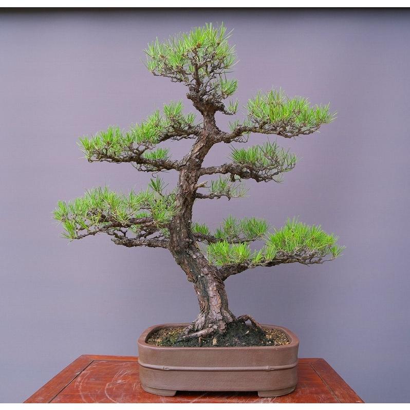 株）一樹園 黒松 大品盆栽／樹齢50年 : 一樹園 - 通販 - Yahoo