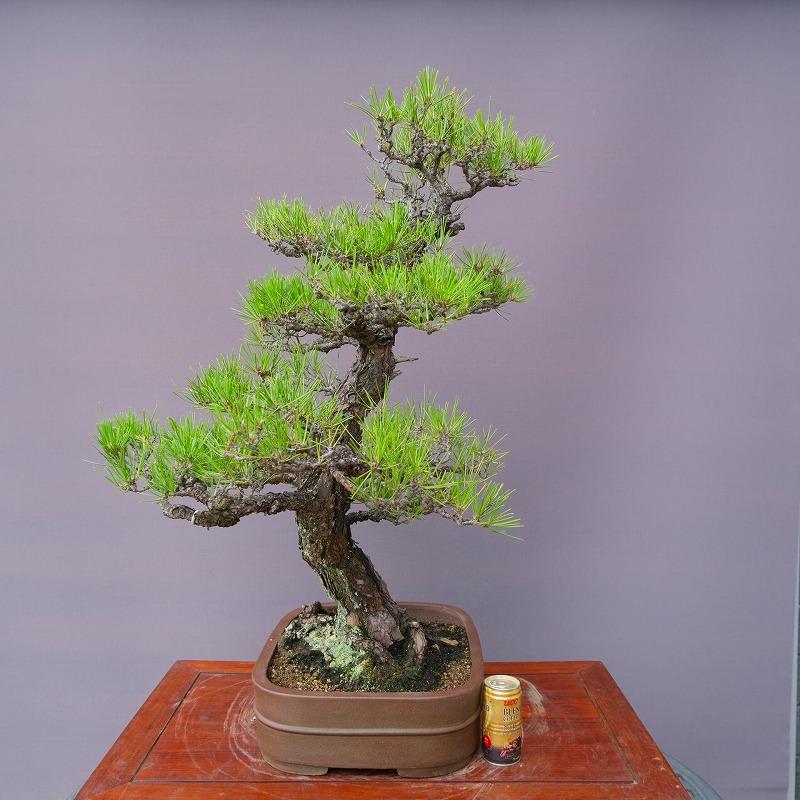 株）一樹園 黒松 大品盆栽／樹齢50年 : 一樹園 - 通販 - Yahoo