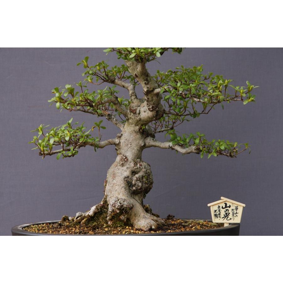 （株）一樹園　　　皐月【　山の光　】　　　中品盆栽 　皐月 　模様木　 説　明 品種は山の光です 幹が太く 手頃な中品サイズになります サイズ 　樹高　47cm　樹横幅　40ｃm　幹直径　8cm　　 アフターケア等 購入後の育て方についての質問はメールで承ります ichijuen@me pikara ne jp 　携帯　070 1212送料 ゆうパック 　四国 中国 近畿 　九州 東海 北陸 　関東 信越 ２４００円 ２５００円 ２７００円 東北 北海道 　沖縄 他離島　 ２９００円 ３１００円 ３０００円 お祝い プレゼント 父の日 母の日 誕生日 庭木 石 敬老の日 御祝 御礼 金婚式 銀婚式 御挨拶 桜 贈答品 クリスマス 卒業式 入学式 記念 贈り物 米寿 卒寿 中国宜興 古盆器 常滑鉢 椿 支那 古鉢 新渡 骨董 黒松 小品盆栽 五葉松 真柏 楓 梅 皐月 欅 植木 観葉植物 蘭 鉢 喜寿 歓送迎会 オープン 新築祝い 引越し祝い 送別祝い お正月 お花 発表会 ミニ盆栽 ひな祭り お中元 粗品 書中お見舞い 退職祝い 公演 お歳暮 お盆 記念日 結婚記念日 内祝い 結婚祝い 快気祝い 開店祝い 入学祝い 卒業祝い 卓 インテリア 雑貨 山野草 オモト 風蘭 めだか 鯉 苗木 和風 和物 バラ さつき 自然 園芸 造花 花束 鉢花