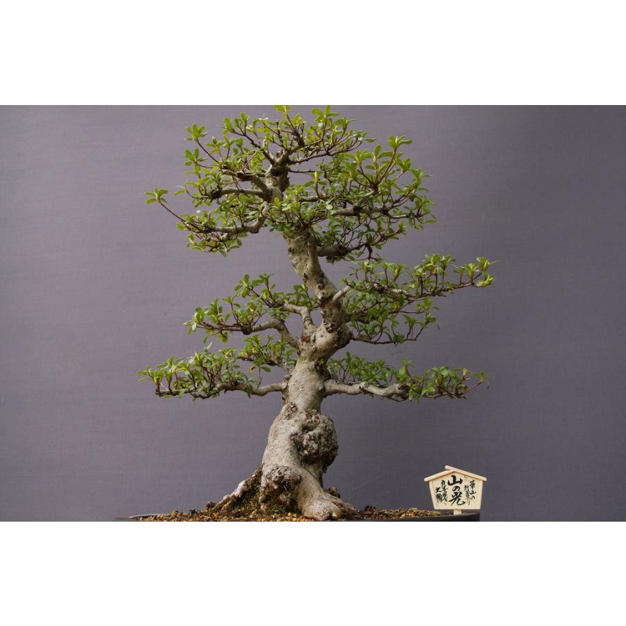 （株）一樹園　　　皐月【　山の光　】　　　中品盆栽 　皐月 　模様木　 説　明 品種は山の光です 幹が太く 手頃な中品サイズになります サイズ 　樹高　47cm　樹横幅　40ｃm　幹直径　8cm　　 アフターケア等 購入後の育て方についての質問はメールで承ります ichijuen@me pikara ne jp 　携帯　070 1212送料 ゆうパック 　四国 中国 近畿 　九州 東海 北陸 　関東 信越 ２４００円 ２５００円 ２７００円 東北 北海道 　沖縄 他離島　 ２９００円 ３１００円 ３０００円 お祝い プレゼント 父の日 母の日 誕生日 庭木 石 敬老の日 御祝 御礼 金婚式 銀婚式 御挨拶 桜 贈答品 クリスマス 卒業式 入学式 記念 贈り物 米寿 卒寿 中国宜興 古盆器 常滑鉢 椿 支那 古鉢 新渡 骨董 黒松 小品盆栽 五葉松 真柏 楓 梅 皐月 欅 植木 観葉植物 蘭 鉢 喜寿 歓送迎会 オープン 新築祝い 引越し祝い 送別祝い お正月 お花 発表会 ミニ盆栽 ひな祭り お中元 粗品 書中お見舞い 退職祝い 公演 お歳暮 お盆 記念日 結婚記念日 内祝い 結婚祝い 快気祝い 開店祝い 入学祝い 卒業祝い 卓 インテリア 雑貨 山野草 オモト 風蘭 めだか 鯉 苗木 和風 和物 バラ さつき 自然 園芸 造花 花束 鉢花