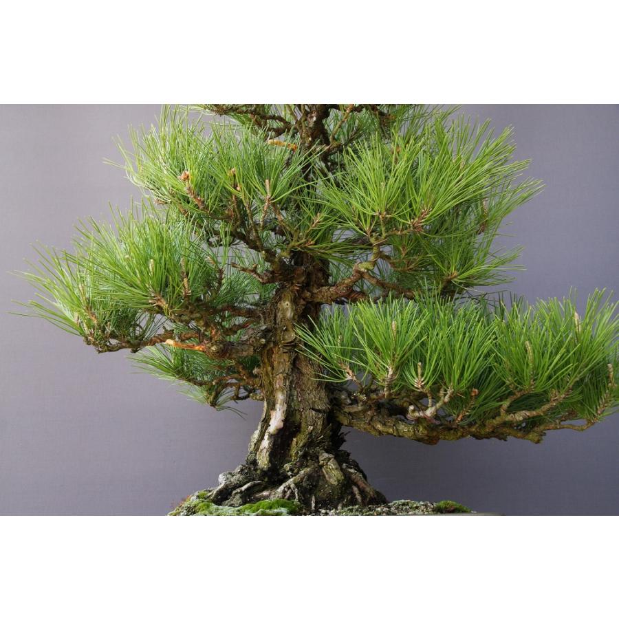 株）一樹園 山採り岩石性黒松 大品盆栽／樹齢１５０年 :3082:一樹園