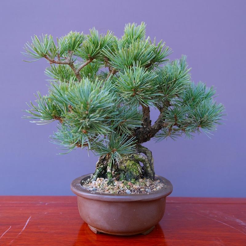 株）一樹園 荒皮五葉松 小品盆栽／樹齢30年 : 一樹園 - 通販 - Yahoo
