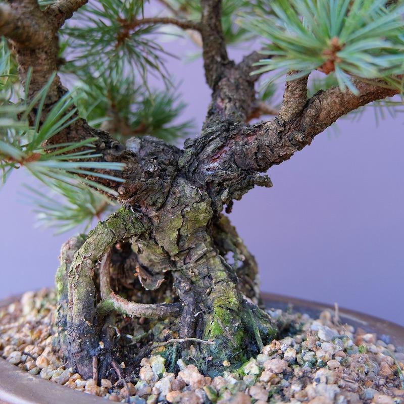 株）一樹園 荒皮五葉松 小品盆栽／樹齢30年 : 一樹園 - 通販 - Yahoo