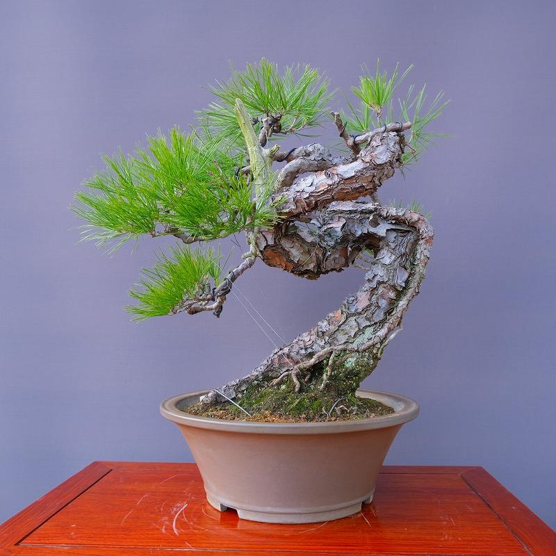 株）一樹園 赤松 大品盆栽／樹齢70年 : 一樹園 - 通販 - Yahoo 
