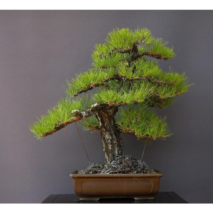 全ての 株 一樹園 山採り淡路黒松 大品盆栽 樹齢１００年 黒松五葉松真柏楓梅皐月欅植木蘭鉢お花お祝いプレゼント お気にいる Bitcoinbro Frankhawley Com