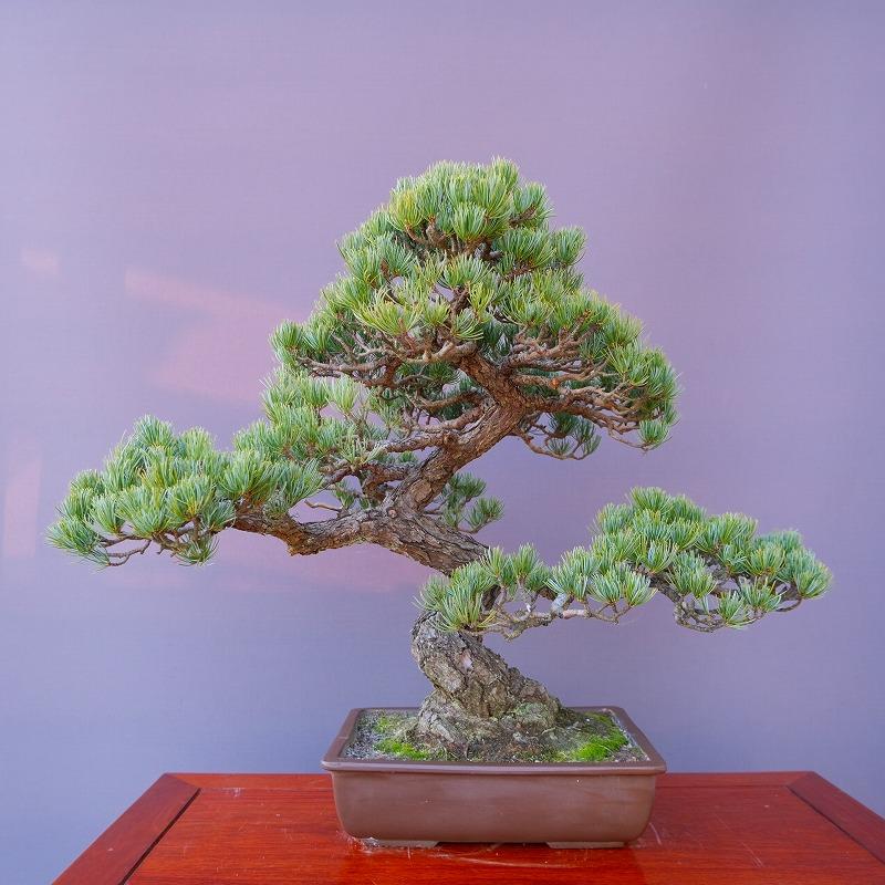 株）一樹園 宮島五葉松 中品盆栽／樹齢70年 : 一樹園 - 通販 - Yahoo