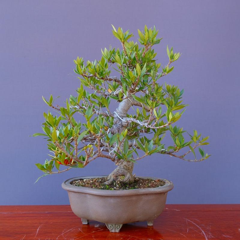 株）一樹園 くちなし 中品盆栽／樹齢25年 : 一樹園 - 通販 - Yahoo