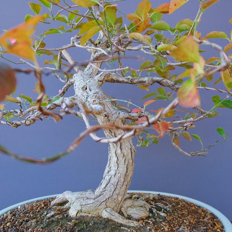 株）一樹園 まゆみ 大品盆栽／樹齢60年 : 一樹園 - 通販 - Yahoo