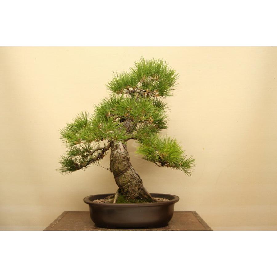 黒松 推定樹齢40年 高さ約35cm 幅約35cm 黒松 推定樹齢40年 高さ約35cm