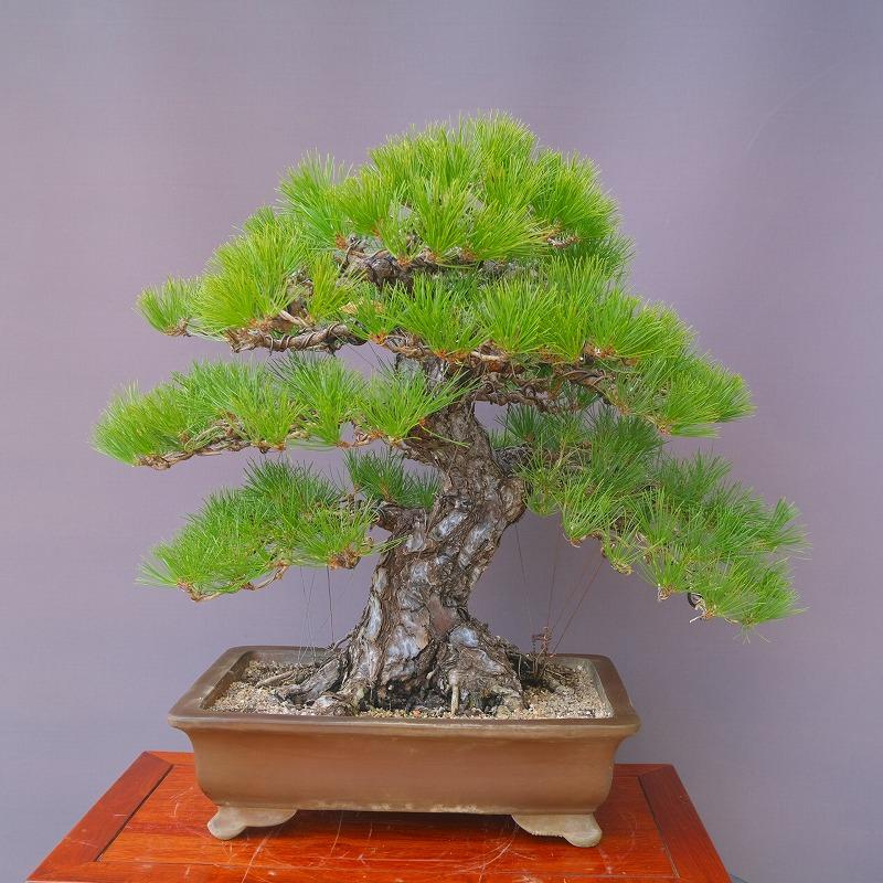 入手困難　盆栽皐月　樹齢60年 株）一樹園 黒松 大品盆栽／樹齢60年 : 一樹園 - 通販 - Yahoo