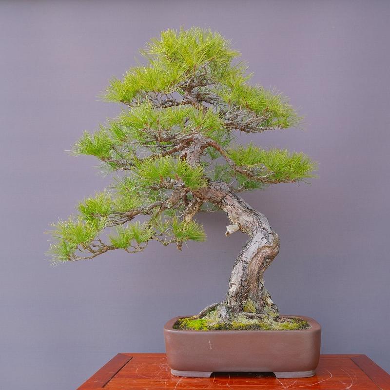 樹齢60年赤松文人木調中品盆栽　　五葉松/黒松/松柏 赤石赤松 文人木の盆栽を販売｜盆栽妙 – 盆栽妙 本店