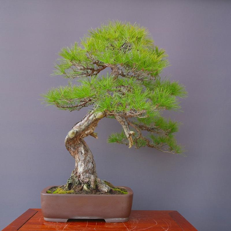 株）一樹園 赤松【喜仙鉢】 大品盆栽／樹齢60年 : 一樹園 - 通販