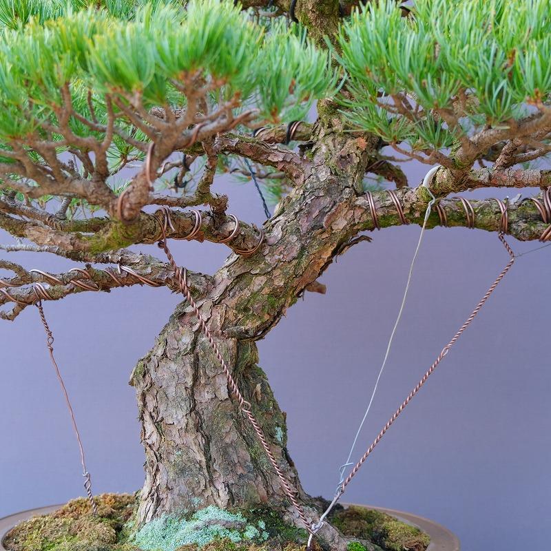 株）一樹園 宮島五葉松 大品盆栽／樹齢60年 : 一樹園 - 通販 - Yahoo