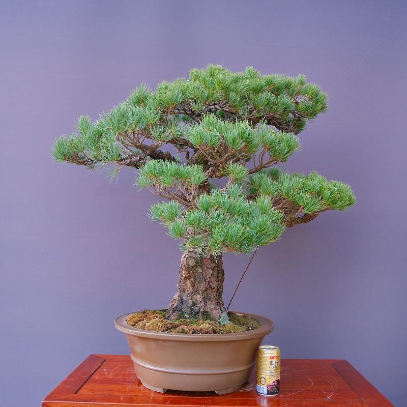 株）一樹園 宮島五葉松 大品盆栽／樹齢60年 : 一樹園 - 通販 - Yahoo