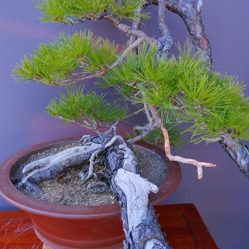 株）一樹園 山採り赤松 大品盆栽／樹齢100年 : 一樹園 - 通販 - Yahoo