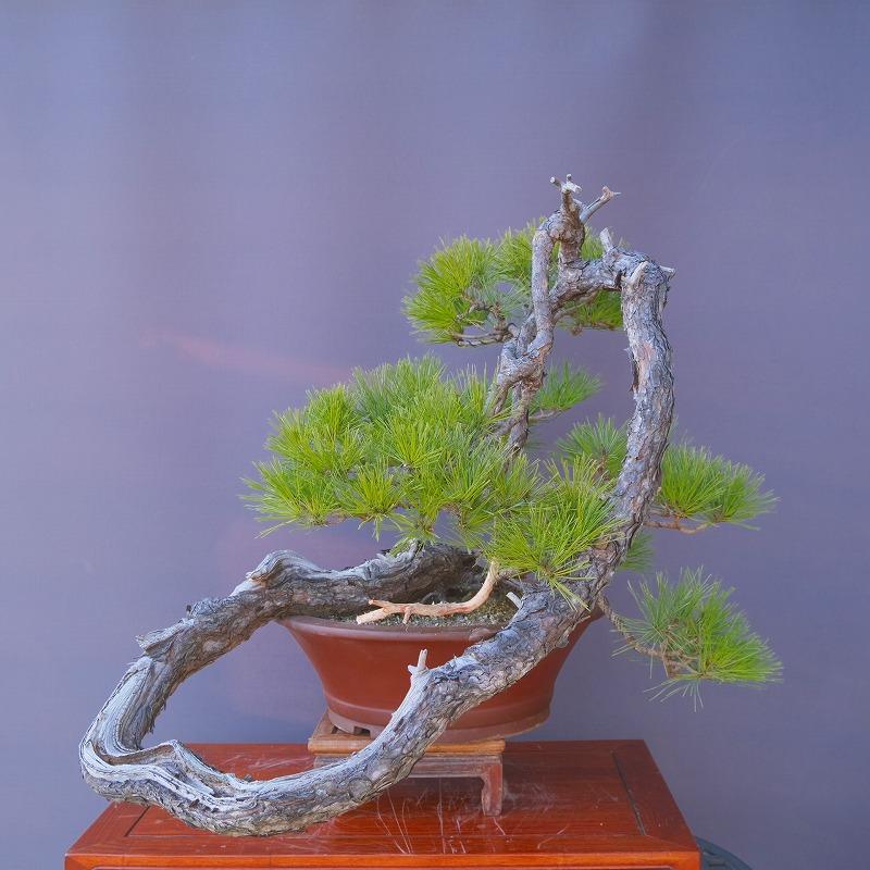 株）一樹園 山採り赤松 大品盆栽／樹齢100年 : 一樹園 - 通販 - Yahoo