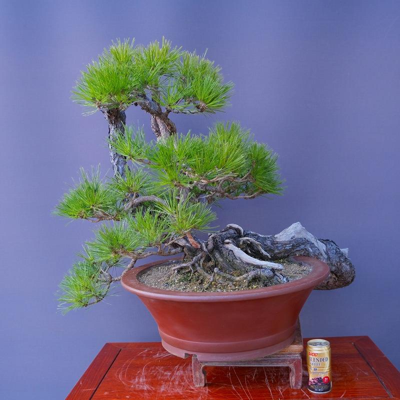 株）一樹園 山採り赤松 大品盆栽／樹齢100年 : 一樹園 - 通販 - Yahoo