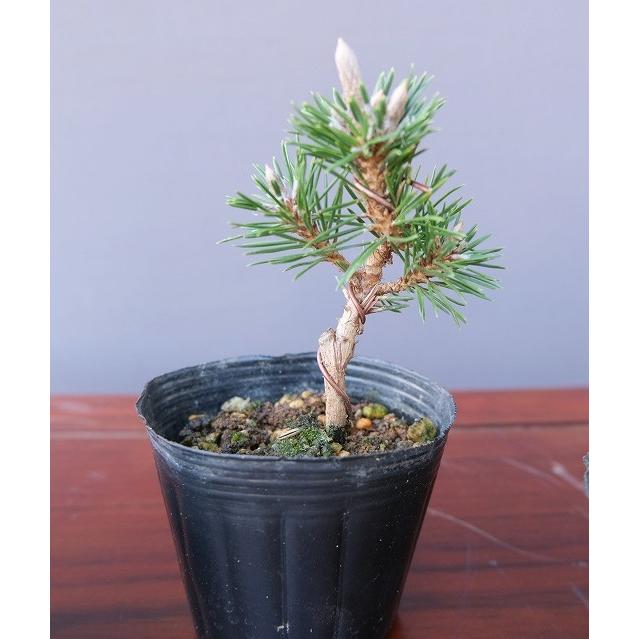 株）一樹園 赤城小町黒松 5本セット 【 新品種 限定品 】 小品盆栽