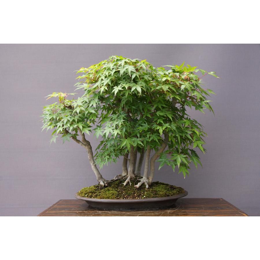 盆栽　山もみじ 樹齢100年の山もみじの盆栽の展示を開始いたしました。 し 4月19日は二