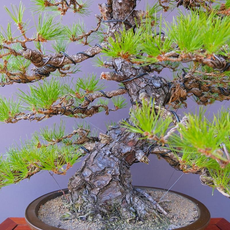 株）一樹園 黒松 大品盆栽／樹齢60年 : 一樹園 - 通販 - Yahoo
