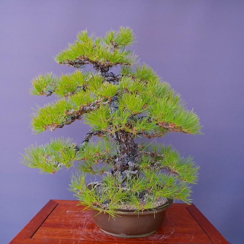 株）一樹園 黒松 大品盆栽／樹齢60年 : 一樹園 - 通販 - Yahoo