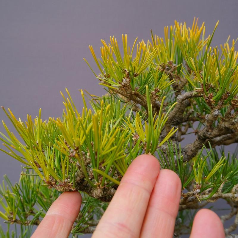 株）一樹園 黄金黒松（限定品） 中品盆栽／樹齢30年 : 一樹園 - 通販