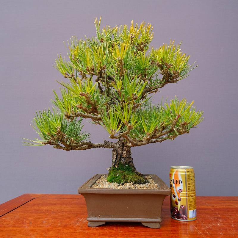 黄金黒松　盆栽　10号陶器鉢つき　特大❗レア株❗ 昭阿弥 六角鉢 8.3cm【現】 | すべての商品 | 遊恵盆栽 本店 その他観葉植物